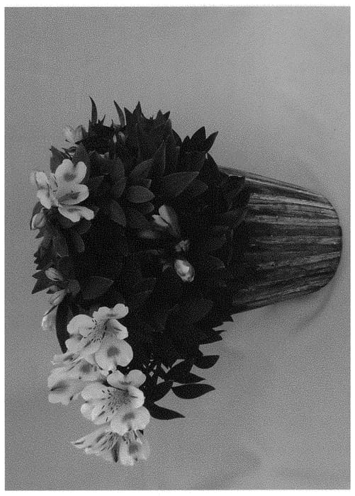 Figure 1 of US plant patent PP31358, the photograph of Koncaflamo printed in the patent.
