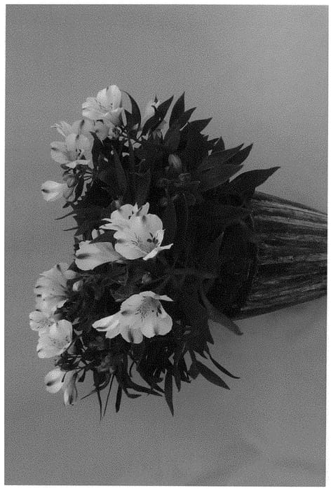 Figure 1 of US plant patent PP31359, the photograph of Koncatirol printed in the patent.