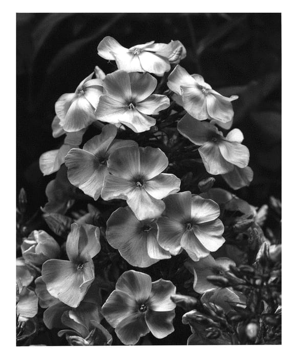 Figure 1 of US plant patent PP31360, the photograph of Ditopiwi printed in the patent.