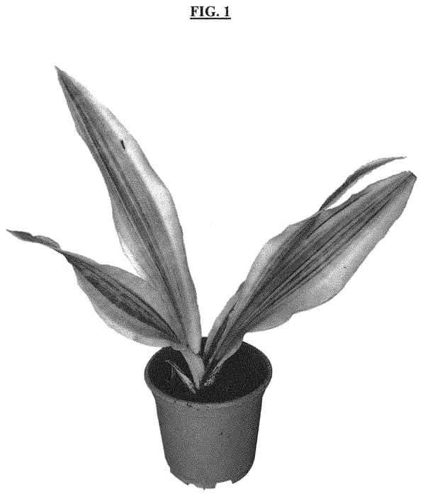 Figure 1 of US plant patent PP31361, the photograph of YELLOWSTONE printed in the patent.