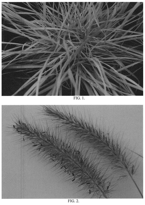 Figure 1 of US plant patent PP31362, the photograph of Yellow Ribbons printed in the patent.