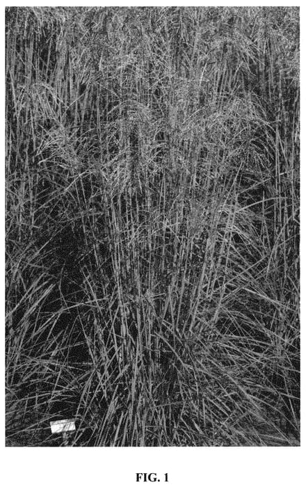 Figure 1 of US plant patent PP31363, the photograph of EMPMIS02 printed in the patent.