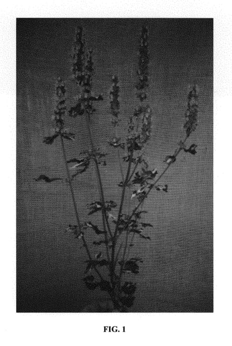 Figure 1 of US plant patent PP31364, the photograph of Crazy Fortune printed in the patent.