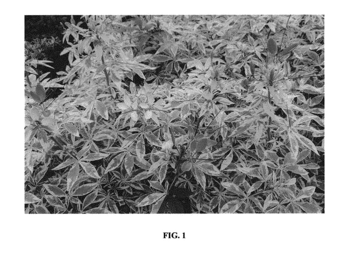 Figure 1 of US plant patent PP31365, the photograph of Creme de la Creme printed in the patent.