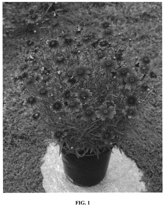 Figure 1 of US plant patent PP31366, the photograph of Cherry Blast printed in the patent.
