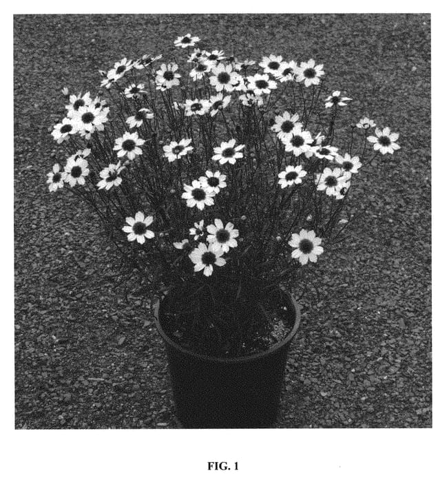 Figure 1 of US plant patent PP31367, the photograph of Ice Wine printed in the patent.