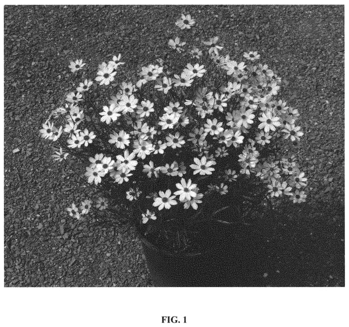 Figure 1 of US plant patent PP31368, the photograph of Blushing Pink printed in the patent.