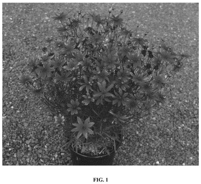 Figure 1 of US plant patent PP31369, the photograph of Glowing Embers printed in the patent.