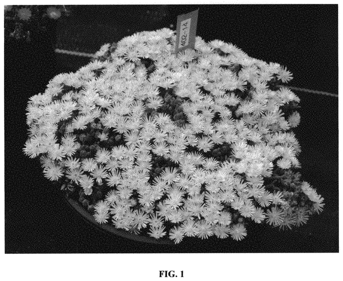 Figure 1 of US plant patent PP31370, the photograph of Coconut Crush printed in the patent.