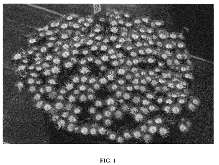 Figure 1 of US plant patent PP31371, the photograph of Tangerine Tango printed in the patent.