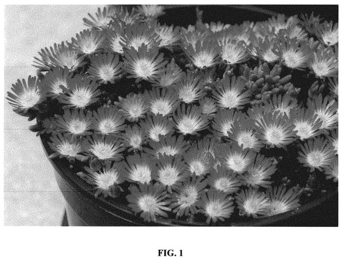 Figure 1 of US plant patent PP31372, the photograph of Pumpkin Perfection printed in the patent.