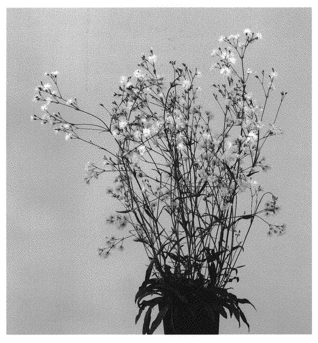 Figure 1 of US plant patent PP31373, the photograph of IFLYPH printed in the patent.