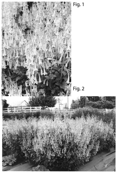 Figure 1 of US plant patent PP31374, the photograph of TNPHYCY printed in the patent.