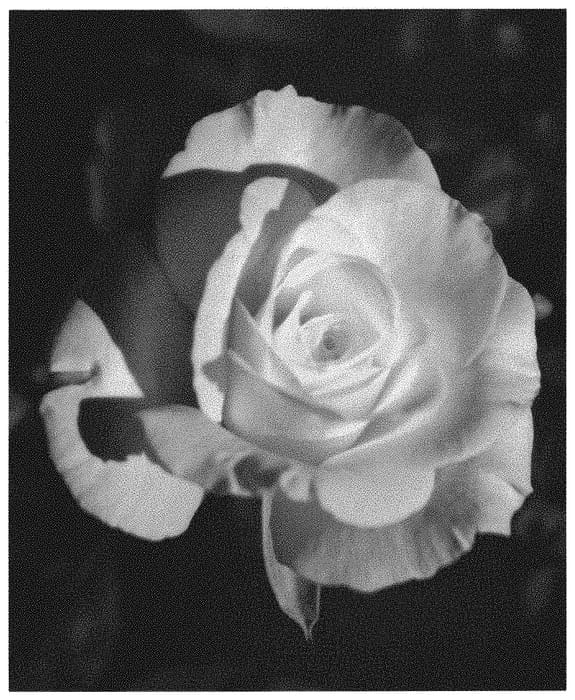 Figure 1 of US plant patent PP31375, the photograph of LIMking printed in the patent.