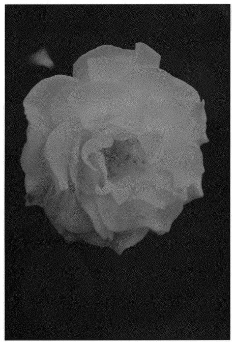 Figure 1 of US plant patent PP31376, the photograph of ALTgoldice printed in the patent.