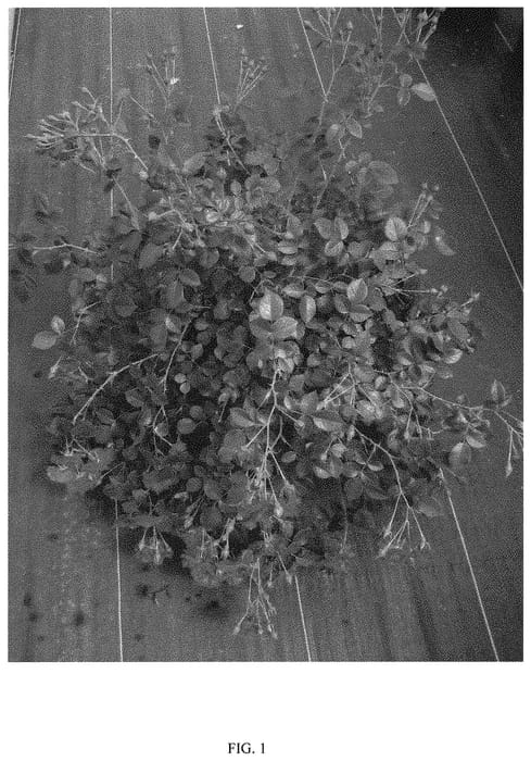 Figure 1 of US plant patent PP31377, the photograph of RUIRCO120A printed in the patent.