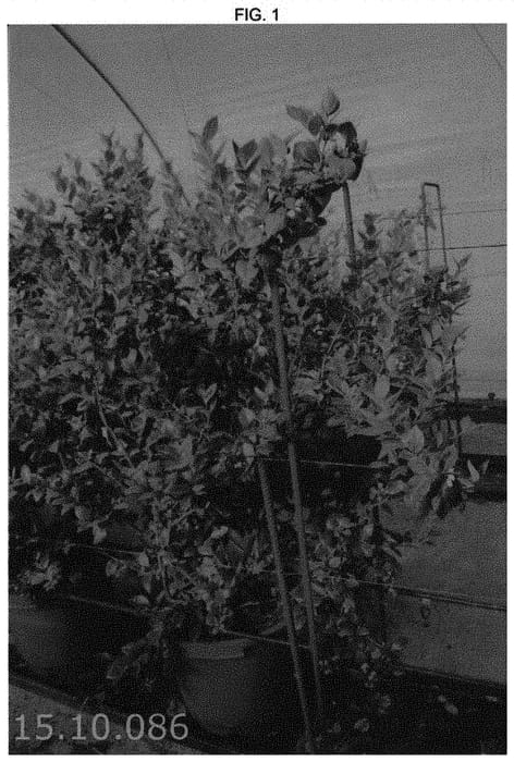 Figure 1 of US plant patent PP31378, the photograph of Plablue 1549 printed in the patent.