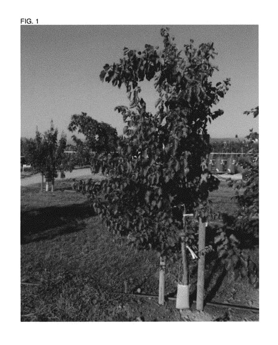 Figure 1 of US plant patent PP31379, the photograph of APRILOVE printed in the patent.