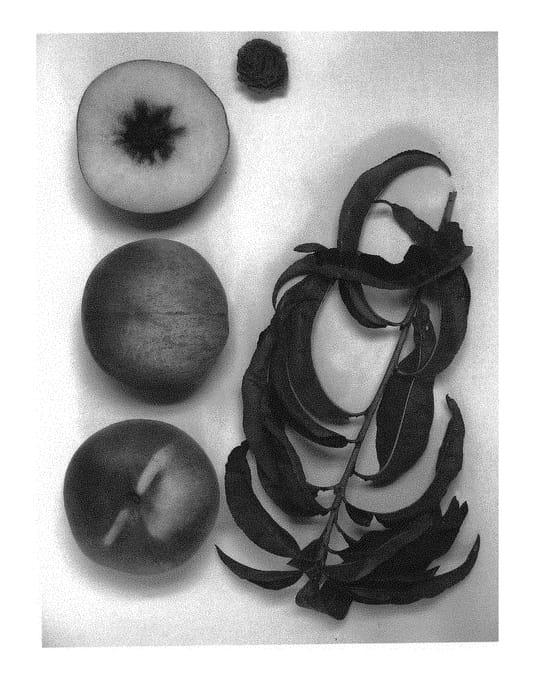 Figure 1 of US plant patent PP31380, the photograph of Burpeachfortytwo printed in the patent.