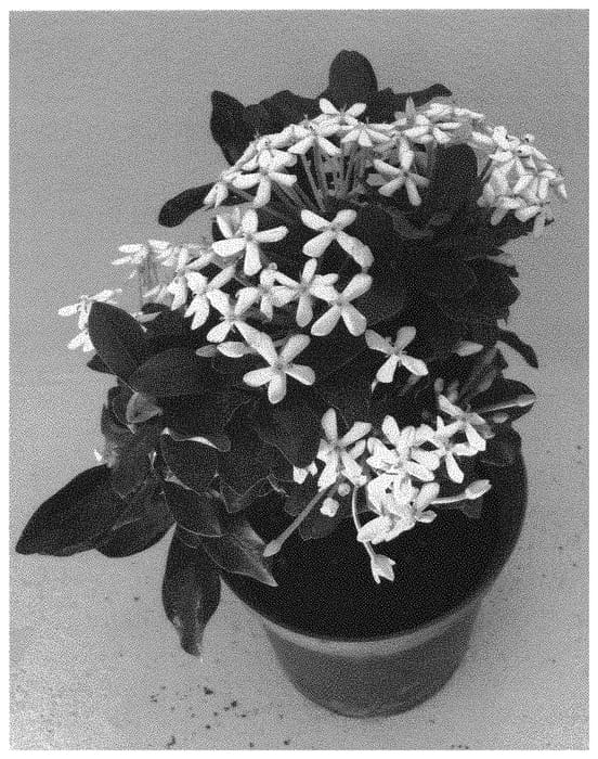 Figure 1 of US plant patent PP31381, the photograph of Vista6 printed in the patent.