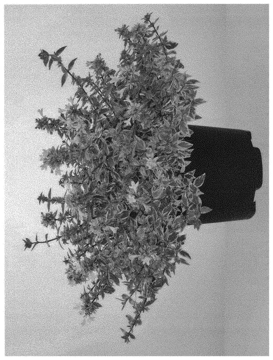 Figure 1 of US plant patent PP31382, the photograph of LADY PEACH printed in the patent.