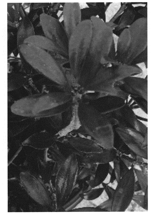 Figure 1 of US plant patent PP31383, the photograph of BLTG01 printed in the patent.