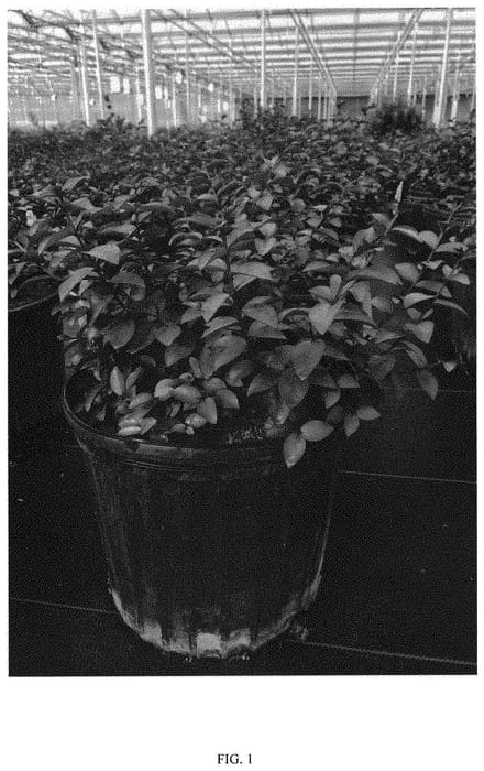Figure 1 of US plant patent PP31384, the photograph of SMNLIDS printed in the patent.