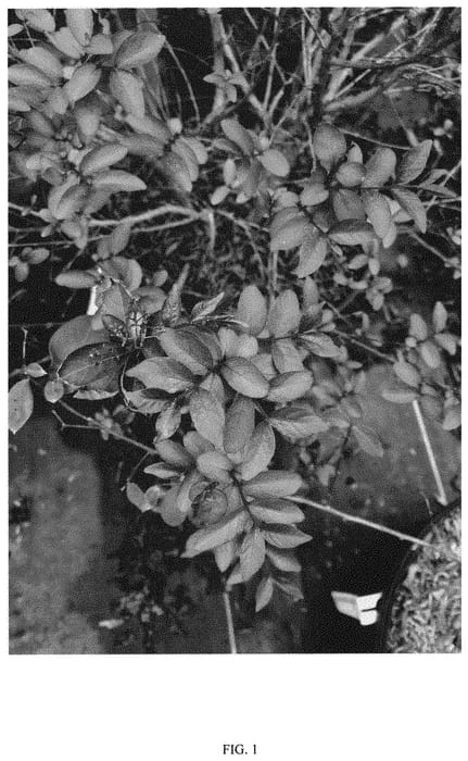 Figure 1 of US plant patent PP31385, the photograph of SMNLIMG printed in the patent.