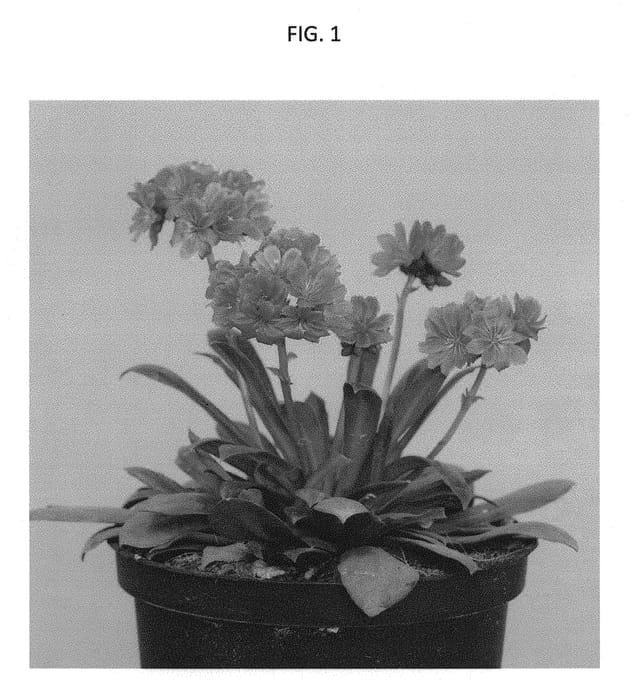Figure 1 of US plant patent PP31386, the photograph of LORE3509 printed in the patent.