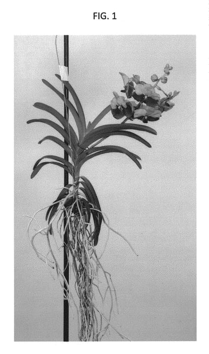 Figure 1 of US plant patent PP31387, the photograph of SPCDW1711 printed in the patent.