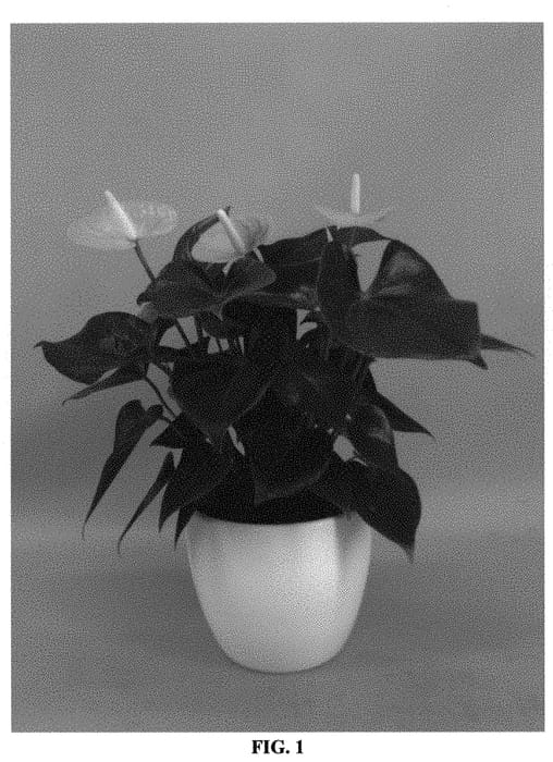 Figure 1 of US plant patent PP31388, the photograph of ANTHFEMXUN printed in the patent.