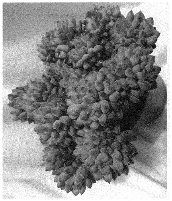 Figure 1 of US plant patent PP31390, the photograph of Blue Sprite printed in the patent.
