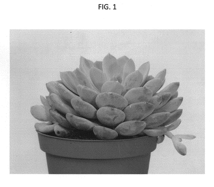 Figure 1 of US plant patent PP31391, the photograph of AMIECH1822 printed in the patent.