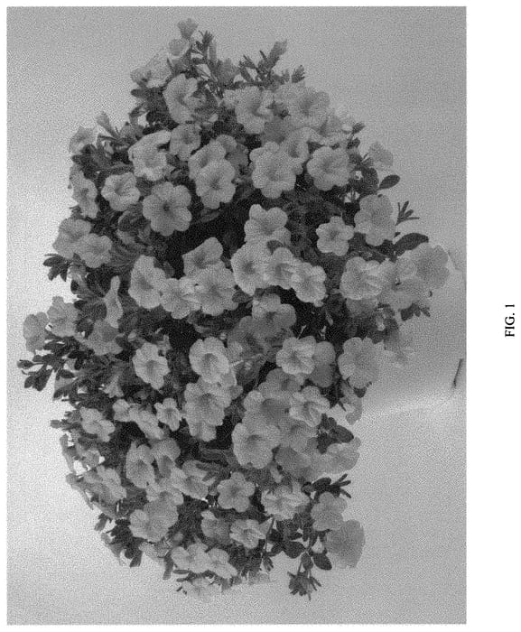 Figure 1 of US plant patent PP31392, the photograph of DCALILYLOW printed in the patent.
