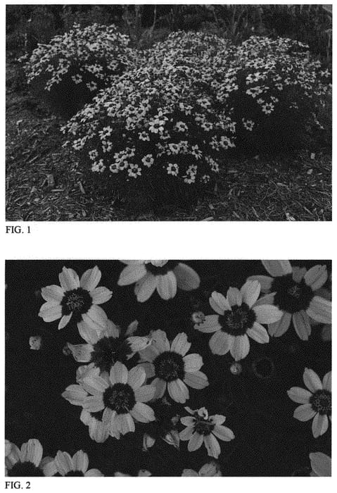 Figure 1 of US plant patent PP31393, the photograph of Sassy Saffron printed in the patent.