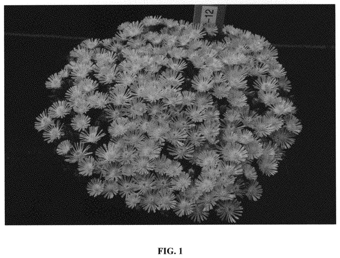 Figure 1 of US plant patent PP31394, the photograph of Banana Blast printed in the patent.