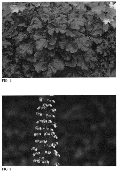 Figure 1 of US plant patent PP31395, the photograph of Mahogany Monster printed in the patent.