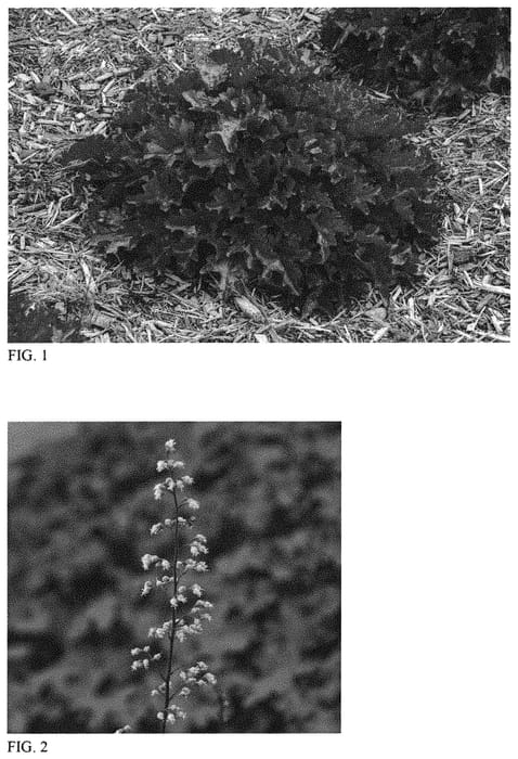 Figure 1 of US plant patent PP31396, the photograph of Cherry Truffles printed in the patent.