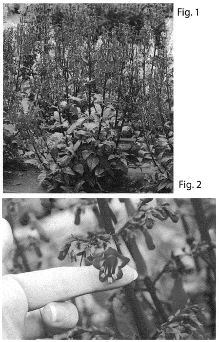 Figure 1 of US plant patent PP31397, the photograph of TNPHYCDR printed in the patent.