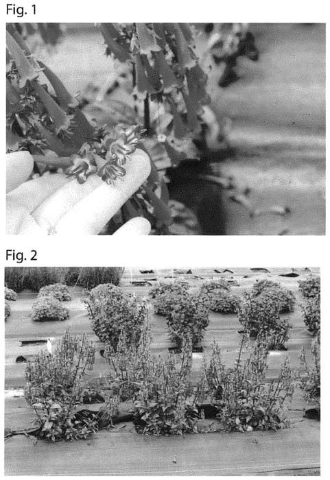 Figure 1 of US plant patent PP31398, the photograph of TNPHYCRO printed in the patent.