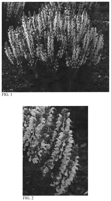 Figure 1 of US plant patent PP31399, the photograph of Bumblesnow printed in the patent.