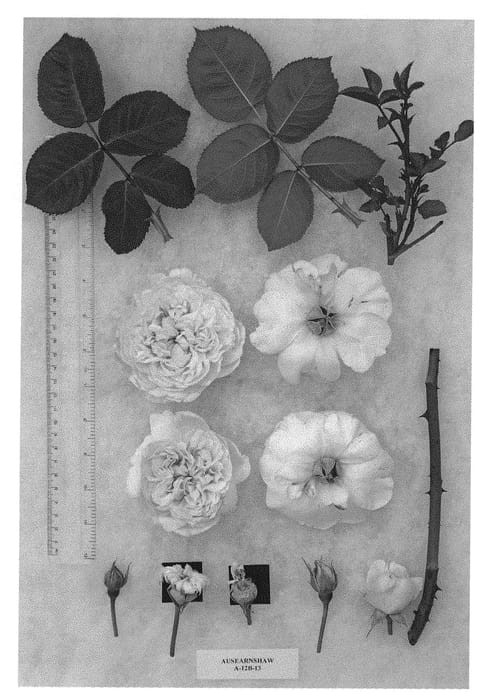 Figure 1 of US plant patent PP31400, the photograph of AUSearnshaw printed in the patent.