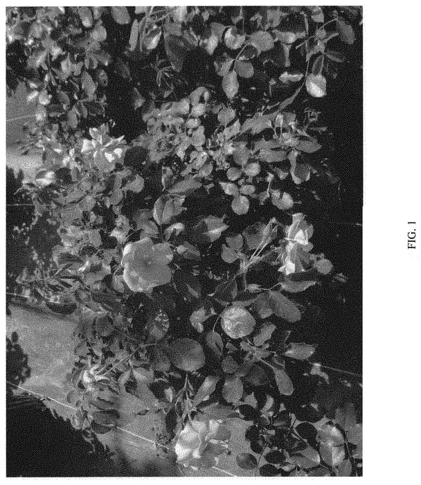Figure 1 of US plant patent PP31401, the photograph of RUIRE0126A printed in the patent.