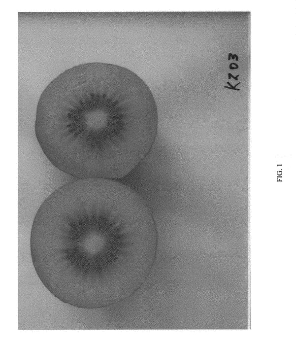 Figure 1 of US plant patent PP31402, the photograph of KZ03 printed in the patent.