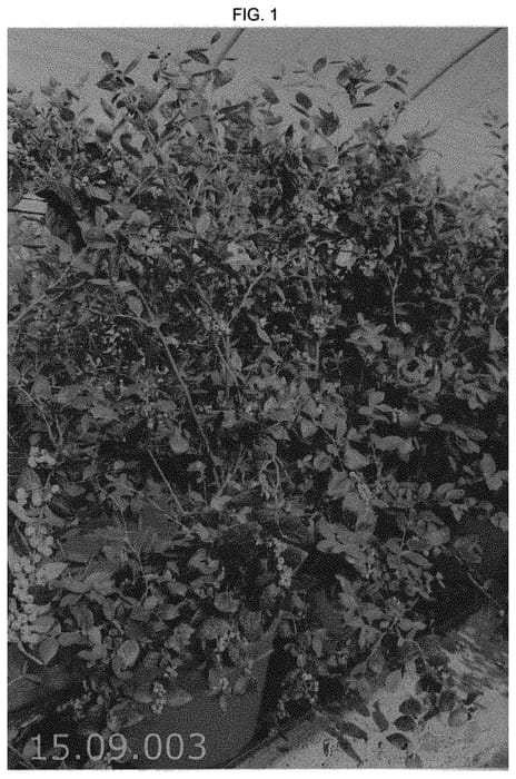 Figure 1 of US plant patent PP31403, the photograph of Plablue 1542 printed in the patent.
