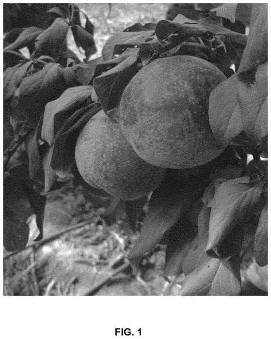 Figure 1 of US plant patent PP31404, the photograph of Sweet Pekeetah printed in the patent.