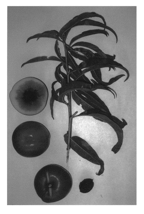 Figure 1 of US plant patent PP31405, the photograph of Burnectthirtyfour printed in the patent.