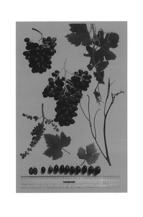 Figure 1 of US plant patent PP31406, the photograph of Sheegene 101 printed in the patent.