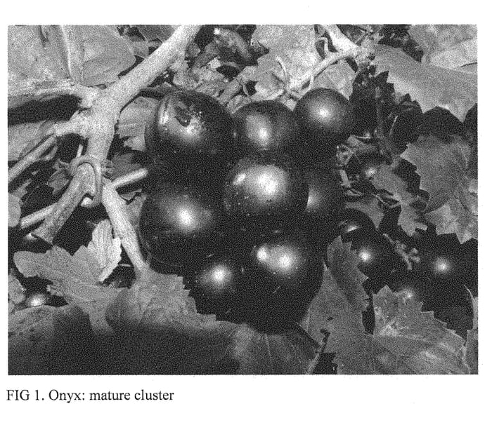 Figure 1 of US plant patent PP31407, the photograph of Florida Onyx printed in the patent.