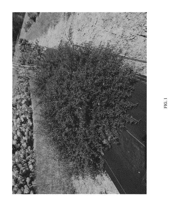 Figure 1 of US plant patent PP31409, the photograph of NCXP1 printed in the patent.